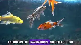 Video thumbnail for "Discover the Wonders of the Underwater World: Fascinating Facts About Fish"