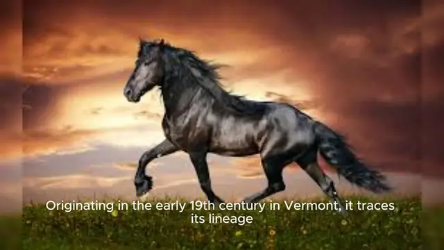 Video thumbnail for Morgan Horse