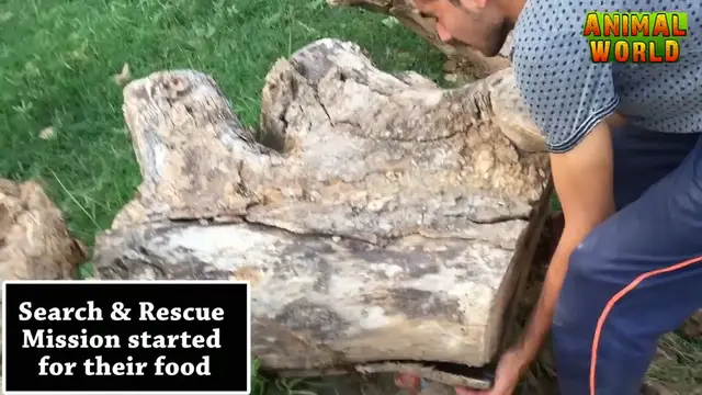 Video thumbnail for Baby bird feeding and raising  How to feed a baby bird