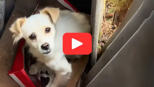 Video thumbnail for Abandoned in a Trash Heap, a Tiny Puppy’s Cries Echoed for His Mother