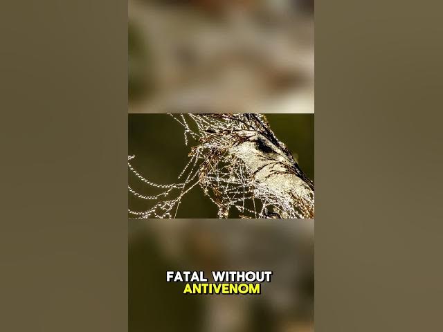 Video thumbnail for The 5 Animals That Make Australia a Death Trap."