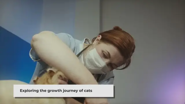'Video thumbnail for When Do Cats Stop Growing? Understanding Your Cat's Growth Timeline'