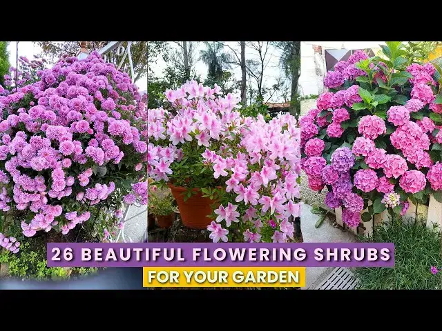 'Video thumbnail for 26 Beautiful Flowering Shrubs for Your Garden'