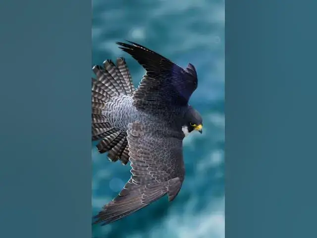 Video thumbnail for شكون عاقل على هاد الفن