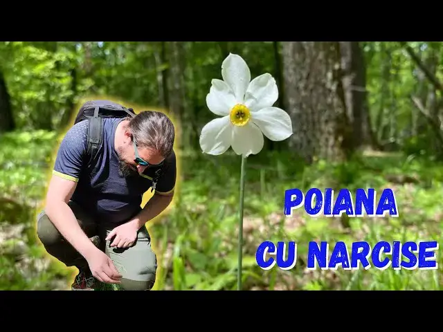 Video thumbnail for Am vizitat celebra Poiană cu Narcise. Cum a fost la Festivalul Narciselor din Șercaia.