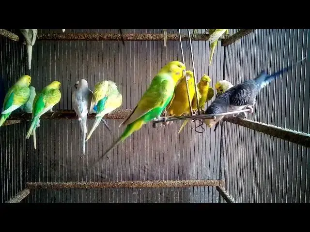 'Video thumbnail for 💖 Fun Hobby Moments – CUTE Rainbow Birds #ViralShorts'