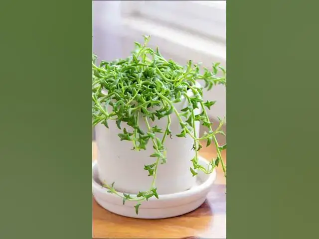 'Video thumbnail for 5 Mind Blowing Flowers That Look Like Animals!'
