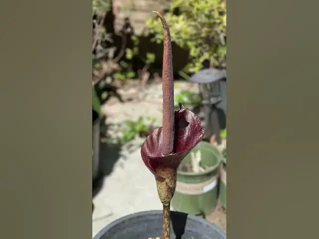 'Video thumbnail for 5 Exotic Flowers That Will Transform Your Garden!'