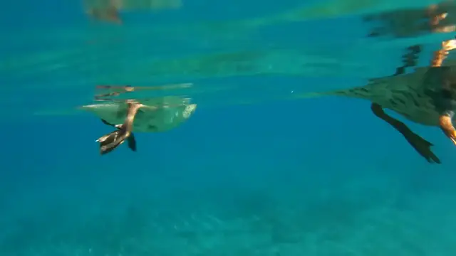 Video thumbnail for Ducks swimming underwater - crystal clear water - close up -