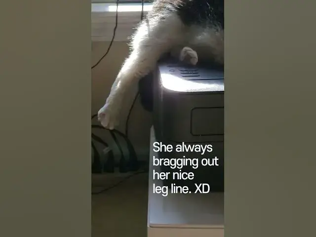 Video thumbnail for My cat is a wierdo. #Shorts