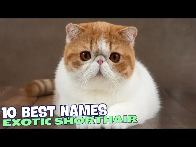 Video thumbnail for 10 Best Names for Exotic Shorthair Cats! 🐱