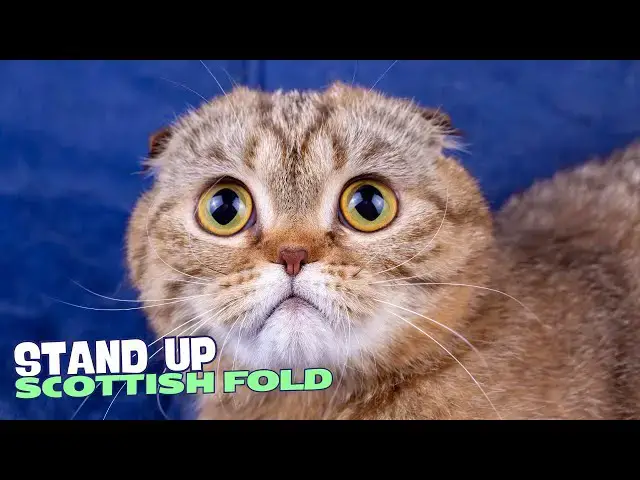 Video thumbnail for 10 Reasons Why You Should NEVER Own a Scottish Fold Cat! 🐱