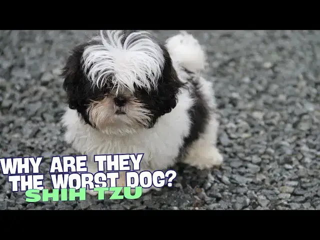 Video thumbnail for Why Shih Tzu Are the Worst Dog? 🐾🤔