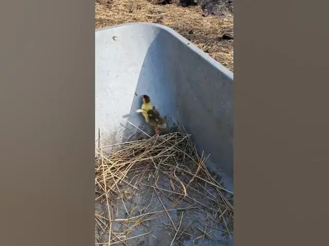 Video thumbnail for Sweet duckling🤔🤨😘#shorts