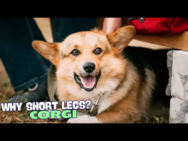 Video thumbnail for Why Do Corgis Have Short Legs? 🐾