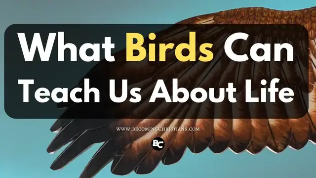 Video thumbnail for 5 Surprising Life Spiritual Lessons from Humble Birds