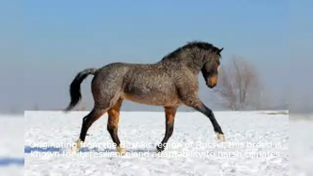Video thumbnail for American Bashkir Curly Horse