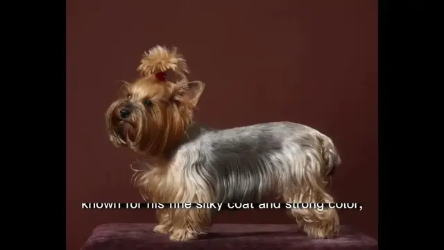 'Video thumbnail for "The Yorkie Journey: From Rat Catchers to Royal Companions!"'