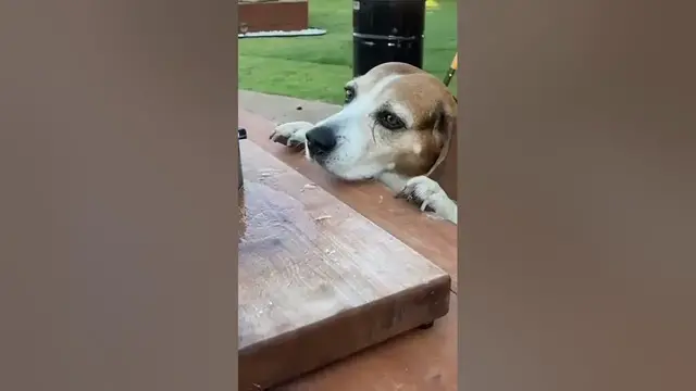 Video thumbnail for The Egg McMuffin... Cowboy Style! #shorts