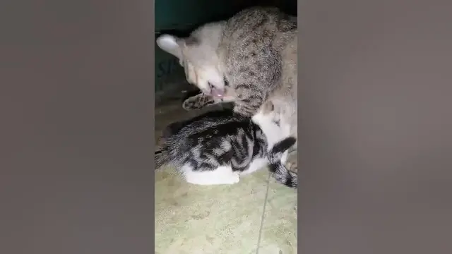 Video thumbnail for Breastfeeding Mother Cat to little kitten