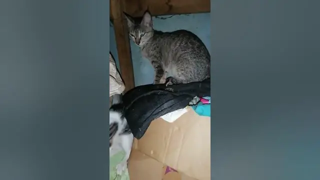 Video thumbnail for kitten playing inside home