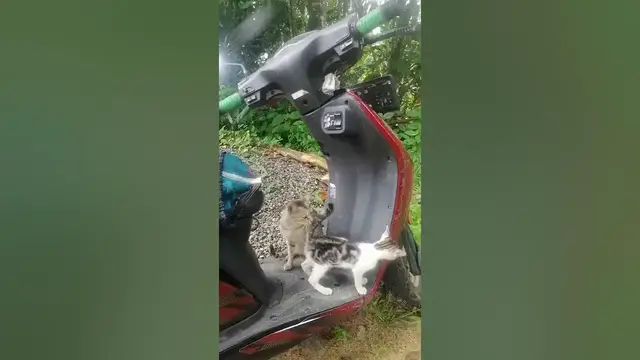 Video thumbnail for let's ride motorbike - cats Trying to ride motorbike