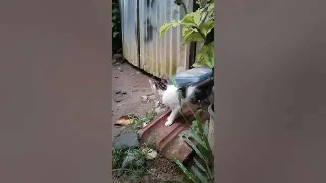 Video thumbnail for cat searching for rat's