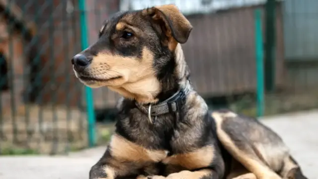 Video thumbnail for Simple Ways To Support Animal Shelters Even If You Can't Adopt