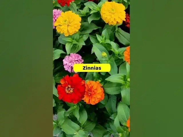 'Video thumbnail for Best and Child Friendly Plants for Your Home & Garden'