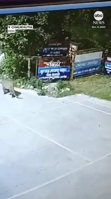 Video thumbnail for Surveillance footage captured the unexpected moment a leopard was seen lurking outside a police station in India in the early hours of the morning last Friday. Authorities warned residents to be vigilant and