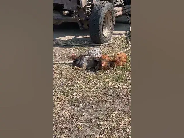 Video thumbnail for Chickens bathe in the sand.😍😘🥰#shorts