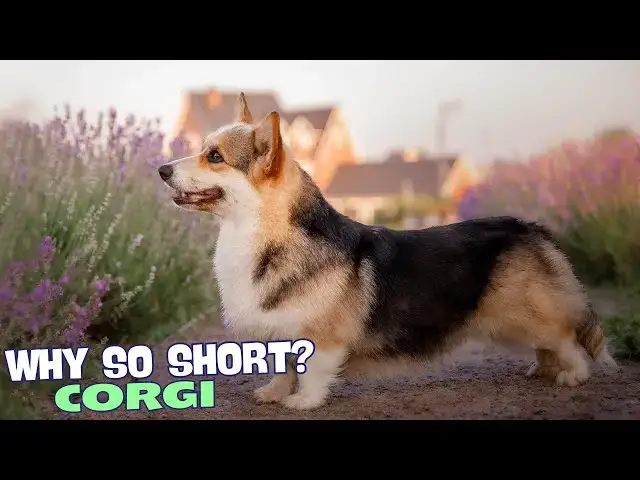 Video thumbnail for 🐶 Why Are Corgis So Short? 🐾