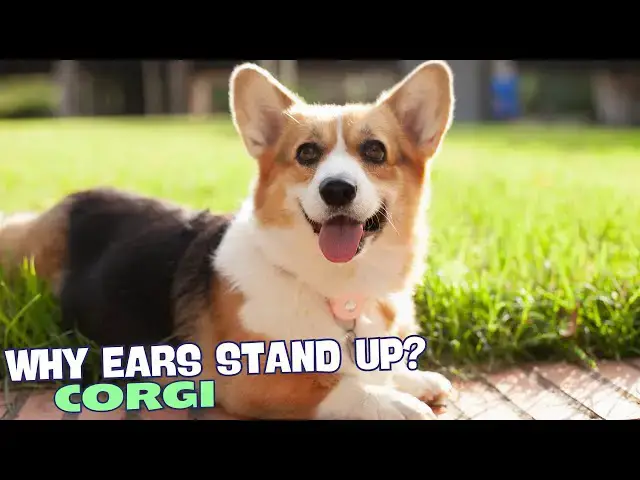 Video thumbnail for 🐶 Why Do Corgi Ears Stand Up? 👂