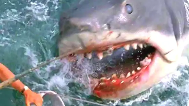 'Video thumbnail for This Cage Scene In Jaws Was More Real Than You Realized'