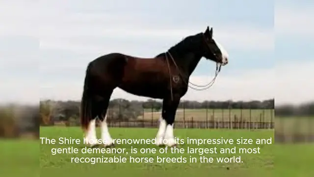 Video thumbnail for Shire Horse