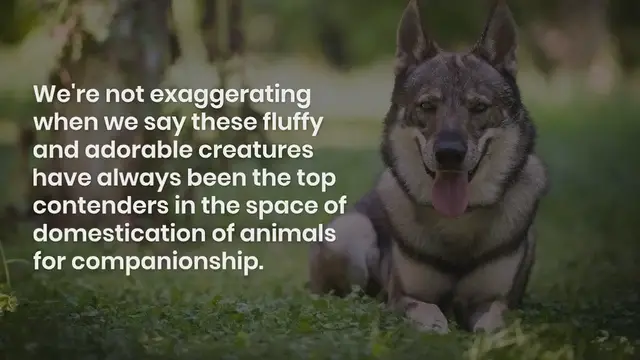 Video thumbnail for 9 wolfish dogs that look like Huskies