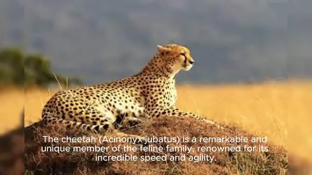 Video thumbnail for Cheetah