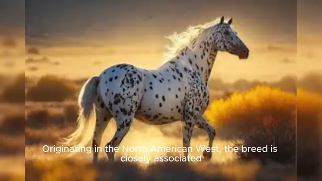 Video thumbnail for Appaloosa Horse