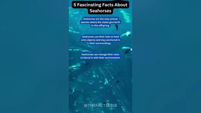 Video thumbnail for 5 Fascinating Facts About Seahorses