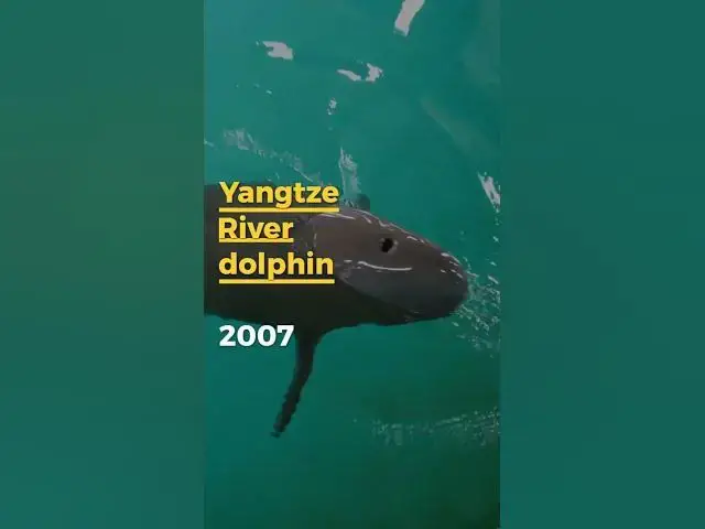 Video thumbnail for Extinct Species of the Last Two Decades: A Tragic Loss for Biodiversity