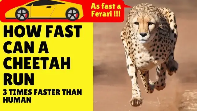 Video thumbnail for How Fast Can A Cheetah Run – Cheetah Speed
