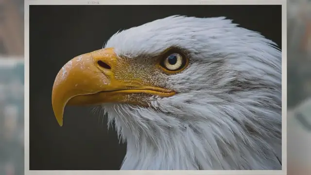 Video thumbnail for Do Octopuses Have Beaks?