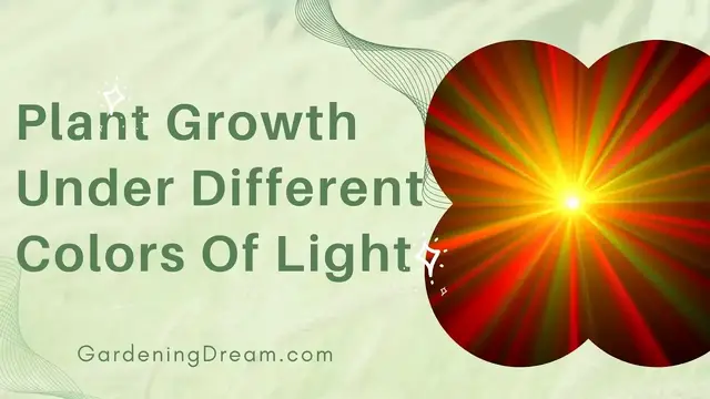 Video thumbnail for Plant Growth Under Different Colors Of Light
