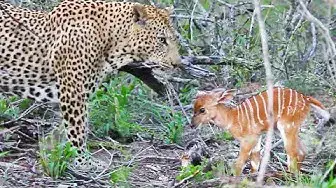 Video thumbnail for Baby Buck Headbutts Leopard Persistently To Try Escape
