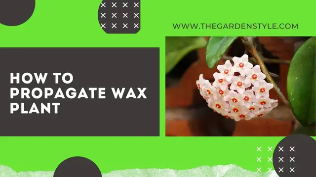 Video thumbnail for How to Propagate Wax Plant Step by Step (Hoya Carnosa) ✂️ 🌱