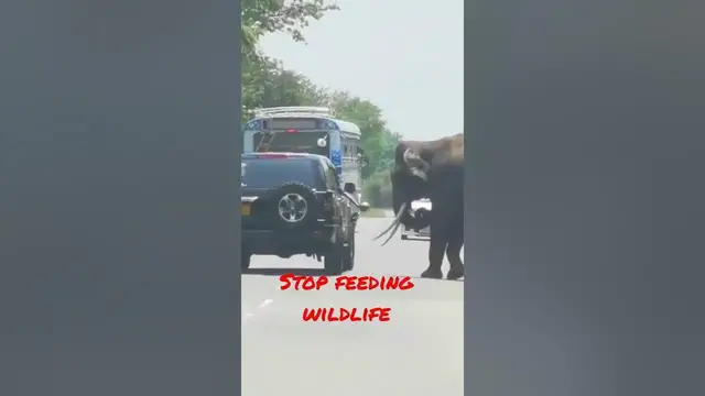 'Video thumbnail for Stop feeding wildlife #shorts'