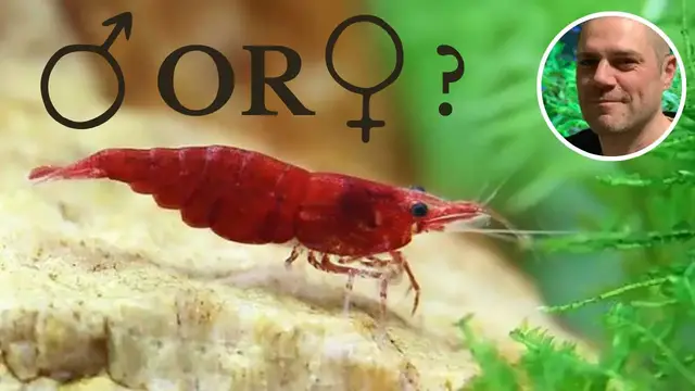 'Video thumbnail for How to Sex Red Cherry Shrimp? 5 WAYS TO TELL THE BOYS FROM THE GIRLS!'