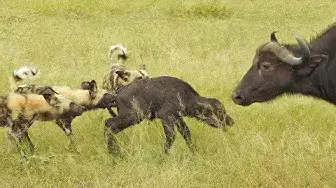 Video thumbnail for Wild Dogs Take 5 Buffalo Calves in an EPIC Feeding Frenzy!