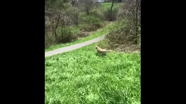 Video thumbnail for Labrabull (Labrador Retriever Pit Bull) Running Top Speed 18 Months After CCL Surgery #slomo #shorts