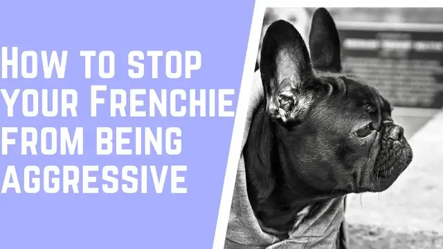 'Video thumbnail for How To Stop My French Bulldog From Being Aggressive'